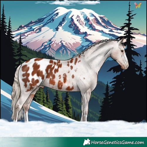 Horse Color:Chestnut Appaloosa 