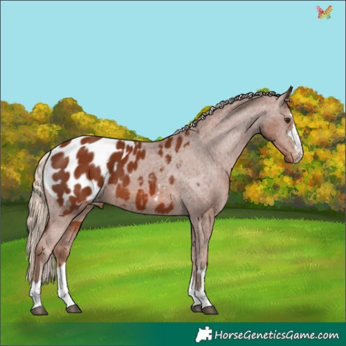 Horse Color:Chestnut Appaloosa 