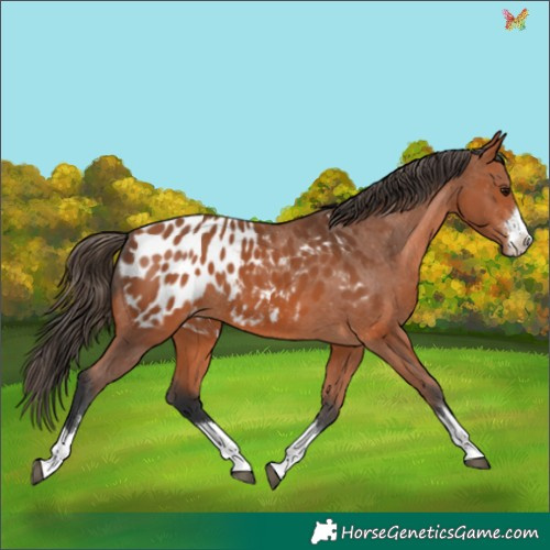 Horse Color:Bay Appaloosa 