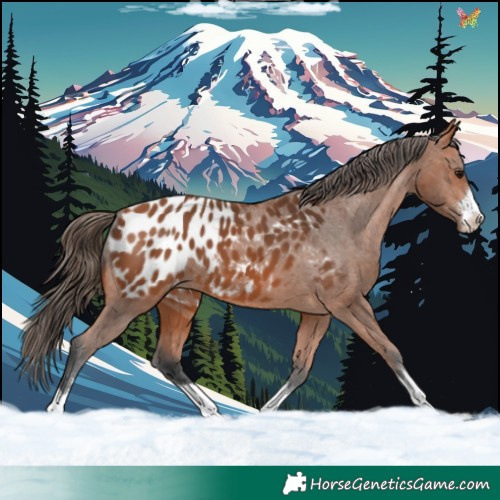 Horse Color:Bay Appaloosa 