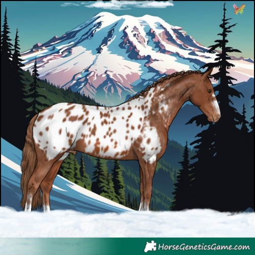 Horse Color:Chestnut Appaloosa 