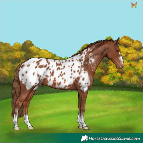 Horse Color:Chestnut Appaloosa 
