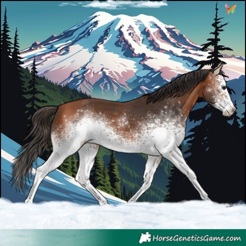 Horse Color:White Spotted Bay 