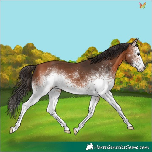 Horse Color:White Spotted Bay 
