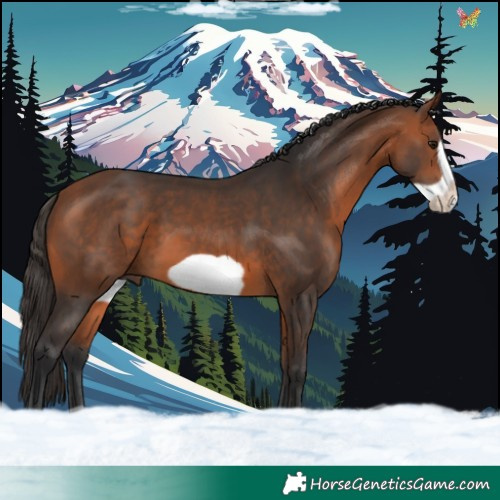 Horse Color:Bay Frame 