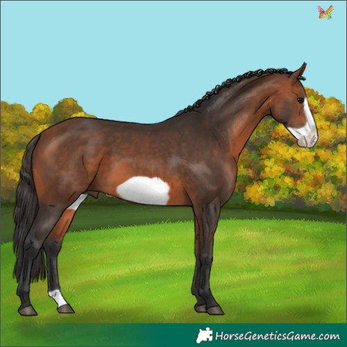 Horse Color:Bay Frame 