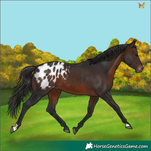 Horse Color:Brown Appaloosa 