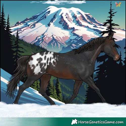 Horse Color:Brown Appaloosa 