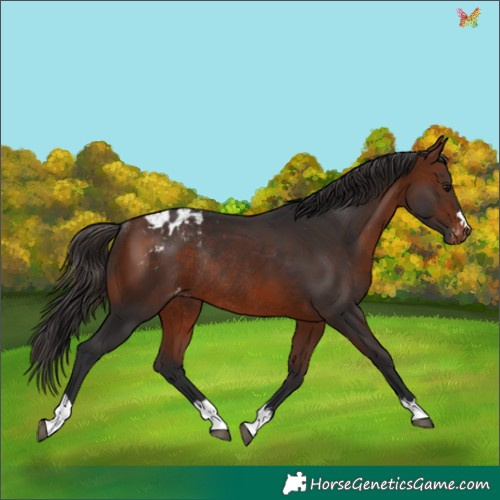 Horse Color:Bay Appaloosa Rabicano 