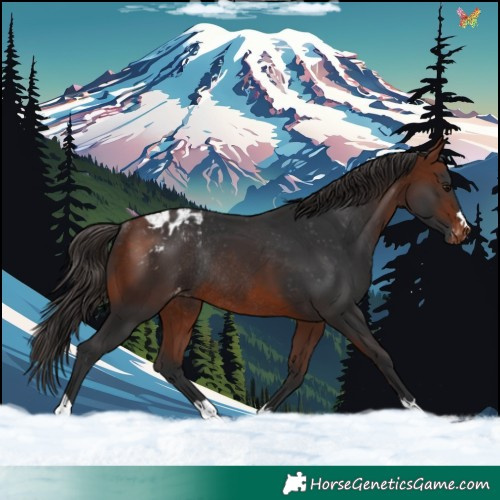 Horse Color:Bay Appaloosa Rabicano 