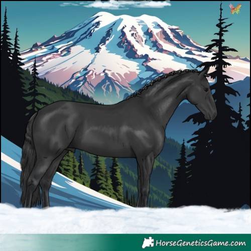 Horse Color:Black 