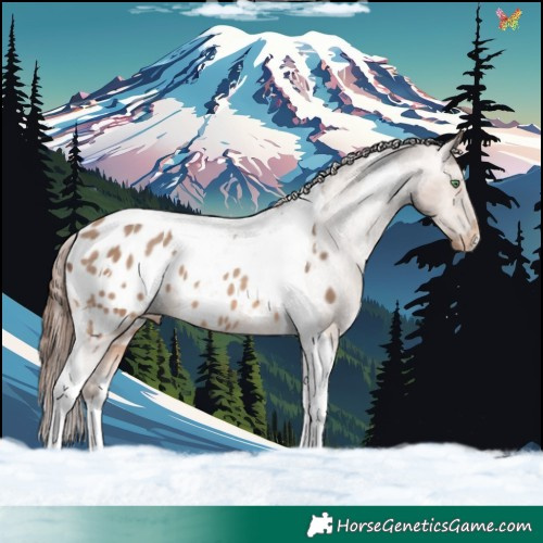 Horse Color:Sable Champagne Tobiano Appaloosa 