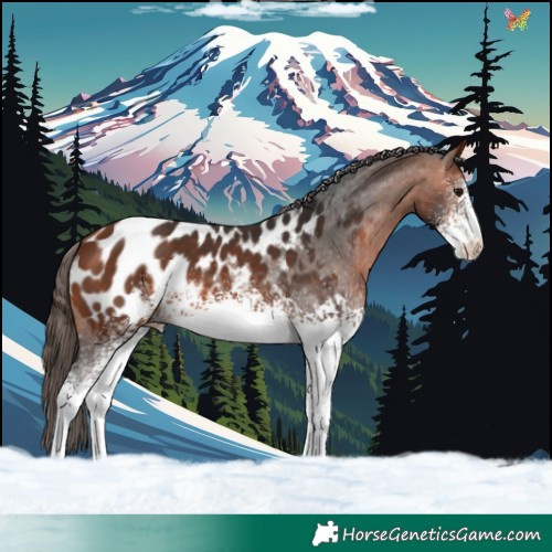 Horse Color:White Spotted Bay Appaloosa 