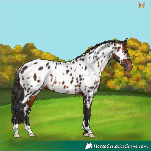 Horse Color:White Spotted Bay Appaloosa 