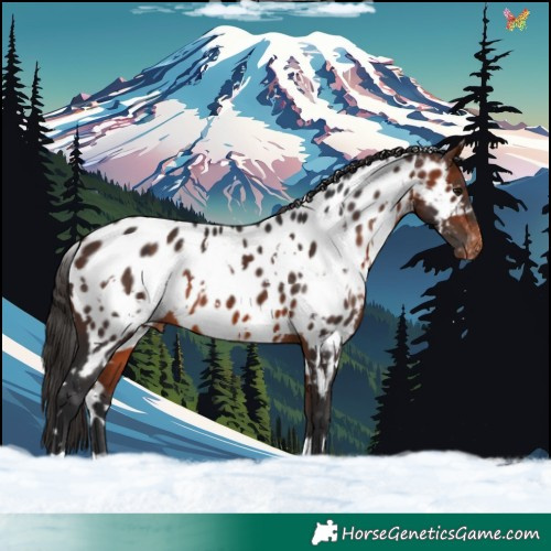Horse Color:White Spotted Bay Near Leopard 