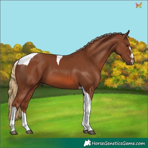 Horse Color:Chestnut Tobiano 