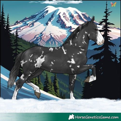 Horse Color:White Spotted Black Sabino 