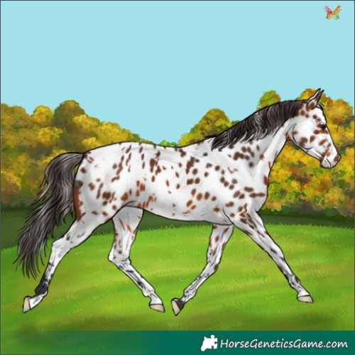 Horse Color:White Spotted Bay Appaloosa 