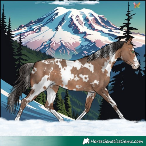 Horse Color:White Spotted Sable Champagne 