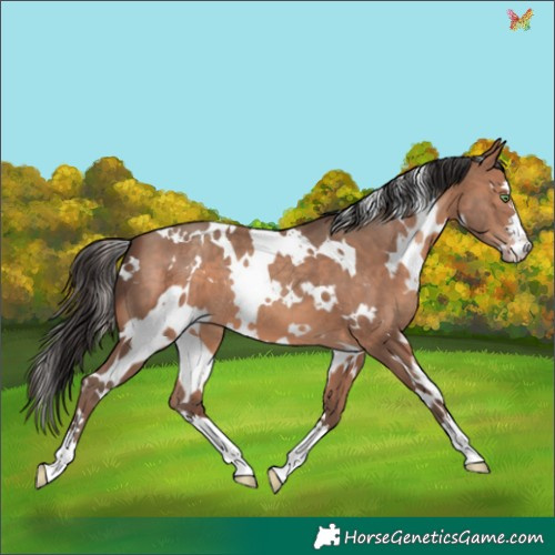 Horse Color:White Spotted Sable Champagne 