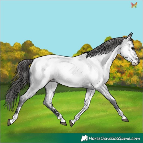 Horse Color:Blue Roan Appaloosa 