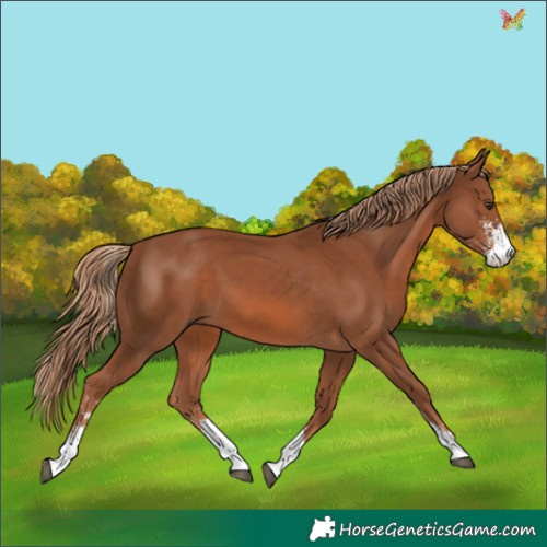 Horse Color:Chestnut Sabino 