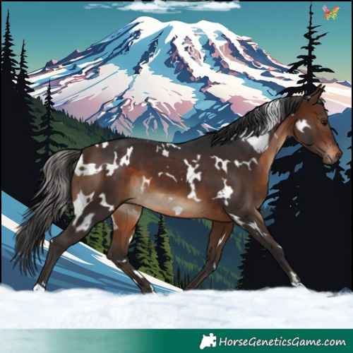 Horse Color:White Spotted Brown 