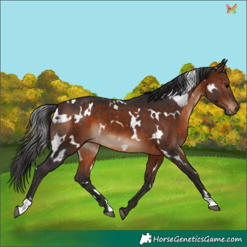 Horse Color:White Spotted Brown 