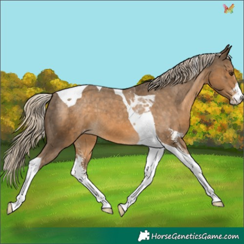 Horse Color:Chocolate Palomino Sabino Tobiano Appaloosa 