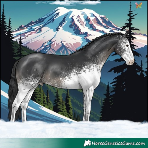 Horse Color:White Spotted Black 