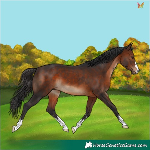 Horse Color:Brown 