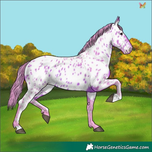 Horse Color:Watercolor Bay Appaloosa 