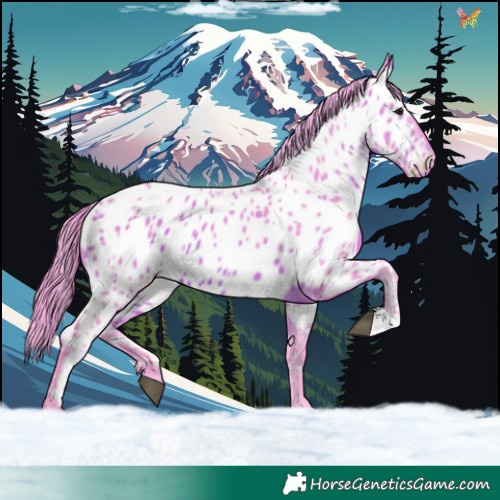 Horse Color:Watercolor Bay Appaloosa 