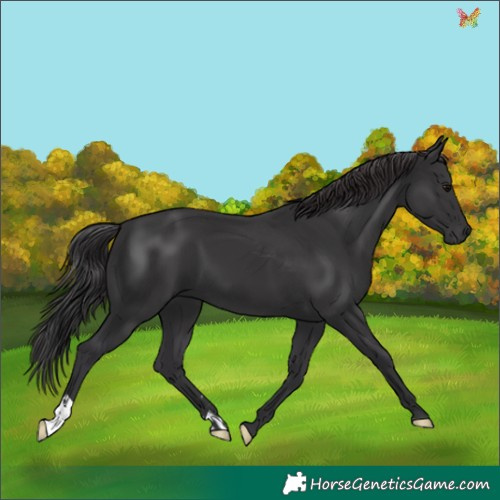 Horse Color:Black 