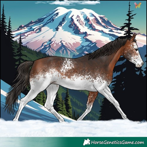 Horse Color:White Spotted Bay 