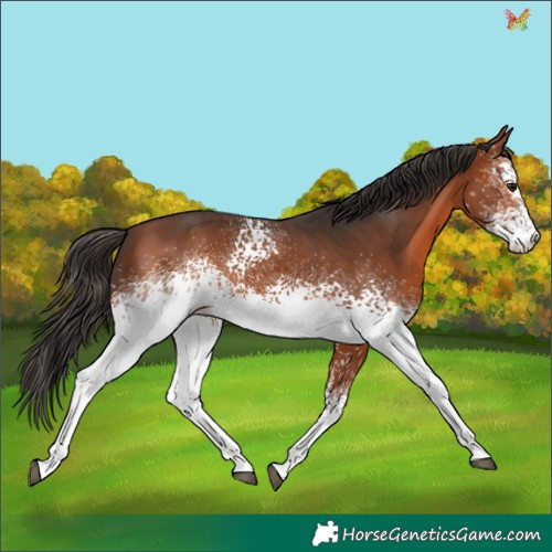 Horse Color:White Spotted Bay 