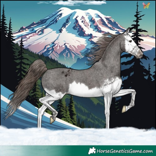 Horse Color:Liver Chestnut Ice Splash Appaloosa 