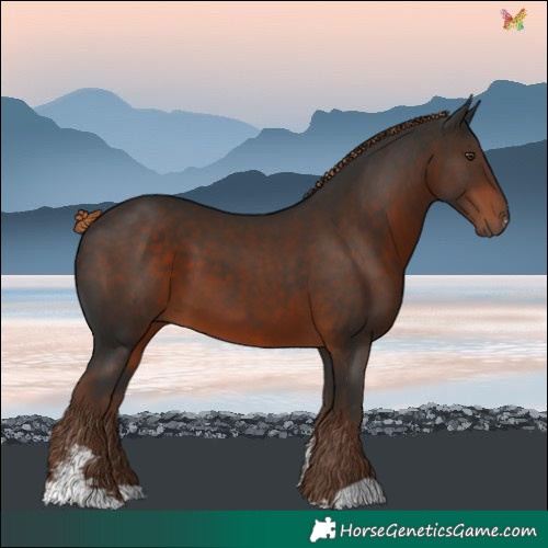 Horse Color:Liver Chestnut Sabino 