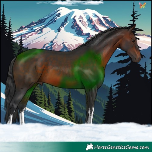 Horse Color:White Spotted Brown 
