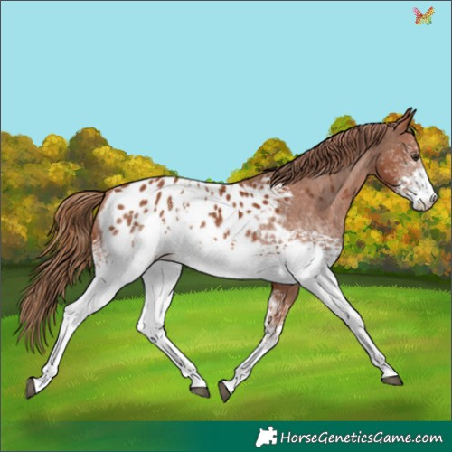 Horse Color:White Spotted Chestnut Appaloosa 