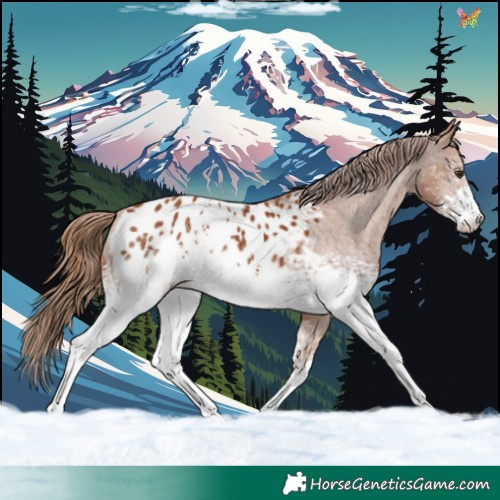 Horse Color:White Spotted Chestnut Appaloosa 