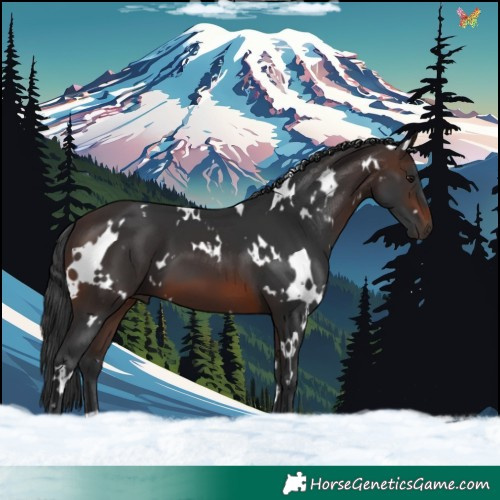 Horse Color:White Spotted Brown 