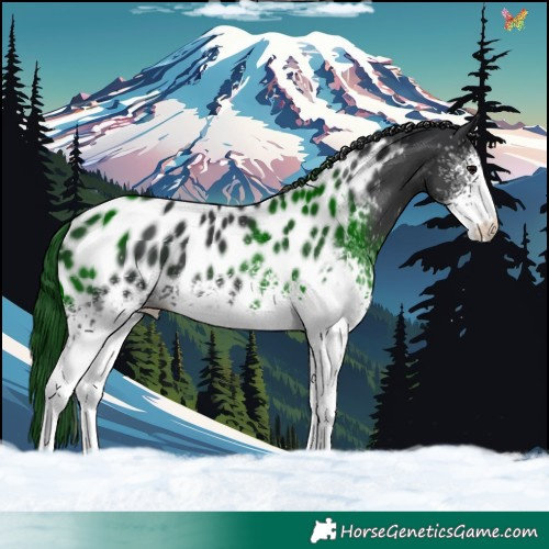 Horse Color:White Spotted Black Sabino Appaloosa 