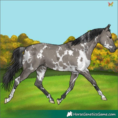 Horse Color:White Spotted Grullo Ice 