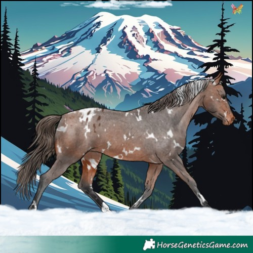 Horse Color:White Spotted Bay Appaloosa 