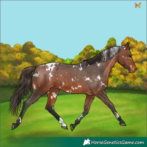 Horse Color:White Spotted Bay Appaloosa 