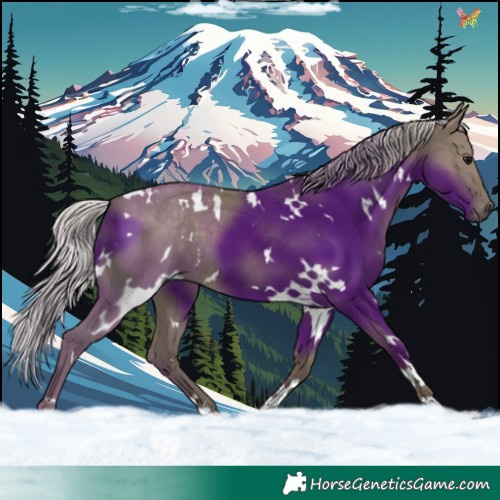 Horse Color:White Spotted Silver Grullo 