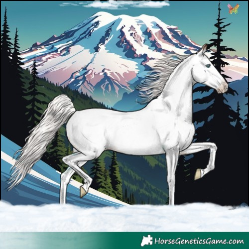 Horse Color:White Spotted Silver Amber Champagne Splash Appaloosa Rabicano 