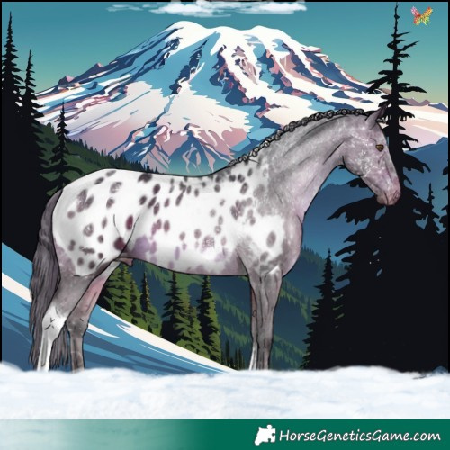 Horse Color:Brown Tobiano Blanket 