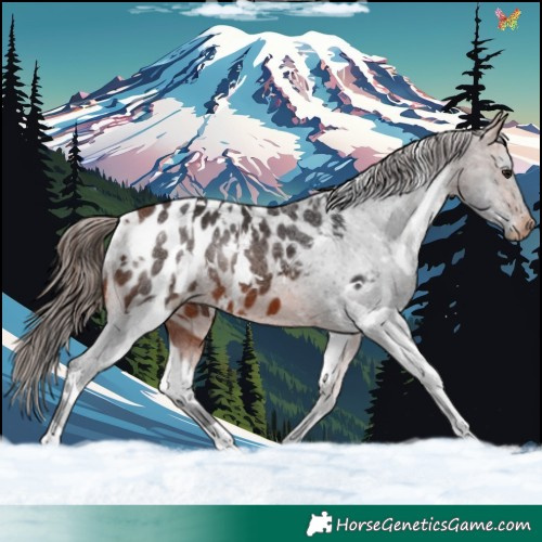 Horse Color:White Spotted Bay Appaloosa 